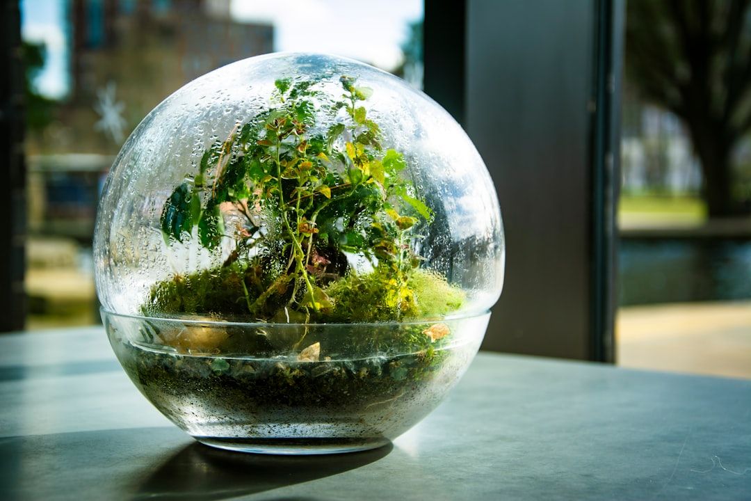 Vattendroppar täcker insidan av en glaskula med växter och mossa i ett terrarium.